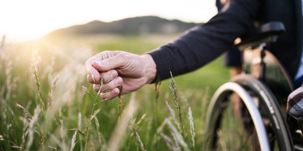 A hand of a senior man in wheelchair holding grass flower. An unrecognizable adult son with his father on a walk in nature at sunset. Close up.