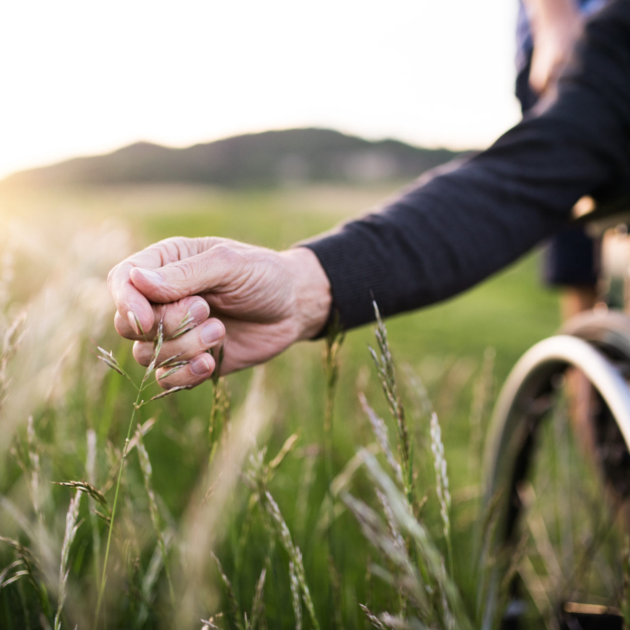 A hand of a senior man in wheelchair holding grass flower. An unrecognizable adult son with his father on a walk in nature at sunset. Close up.
